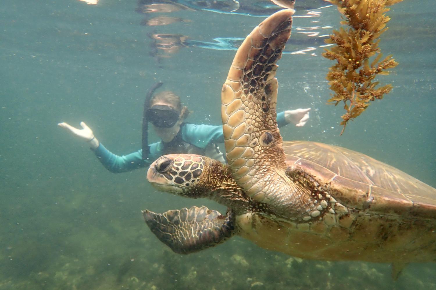 一名<a href='http://pchrei.sun949.com'>全球十大赌钱排行app</a>学生在Galápagos群岛游学途中与一只巨龟游泳.